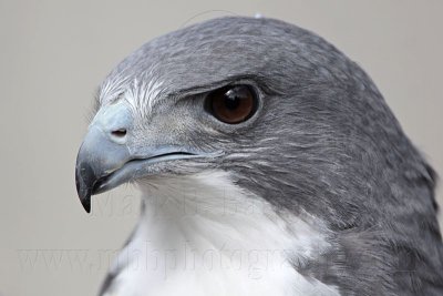 _MG_8784 White-tailed Hawk.jpg