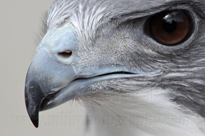 _MG_8784crop White-tailed Hawk.jpg
