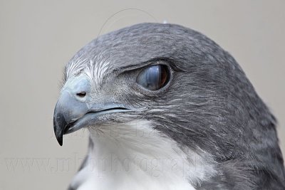 _MG_8785 White-tailed Hawk.jpg