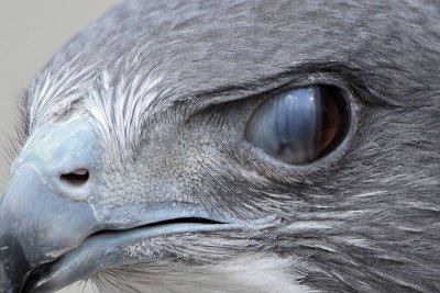 _MG_8785crop White-tailed Hawk.jpg