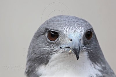 _MG_8788 White-tailed Hawk.jpg