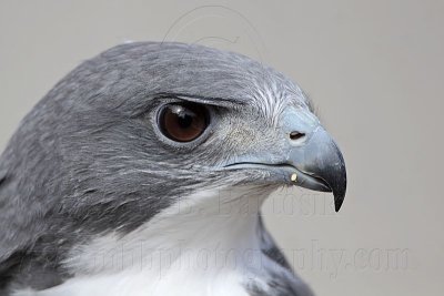 _MG_8793 White-tailed Hawk.jpg