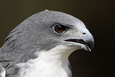 _MG_8811 White-tailed Hawk.jpg