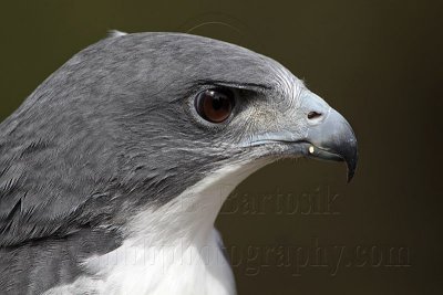 _MG_8841 White-tailed Hawk.jpg