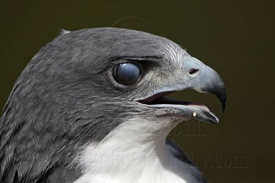 _MG_8903 White-tailed Hawk.jpg