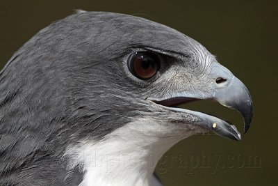 _MG_8994 White-tailed Hawk.jpg