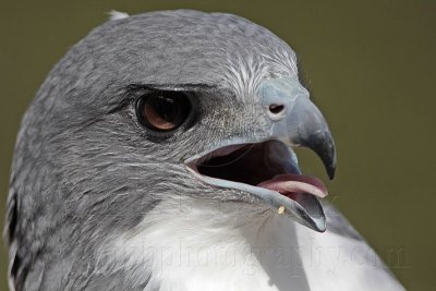 _MG_9005 White-tailed Hawk.jpg