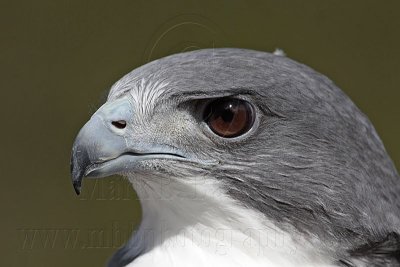 _MG_9043 White-tailed Hawk.jpg