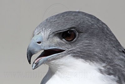 _MG_9052 White-tailed Hawk.jpg