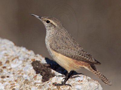 _MG_4195 Rock Wren.jpg