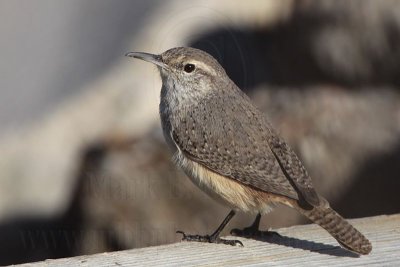 _MG_4415 Rock Wren.jpg