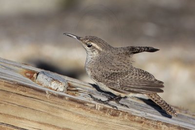 _MG_4489 Rock Wren.jpg