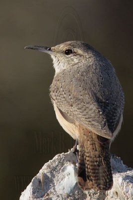 _MG_4782 Rock Wren.jpg