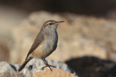 _MG_4885 Rock Wren.jpg