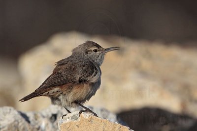 _MG_4907 Rock Wren.jpg