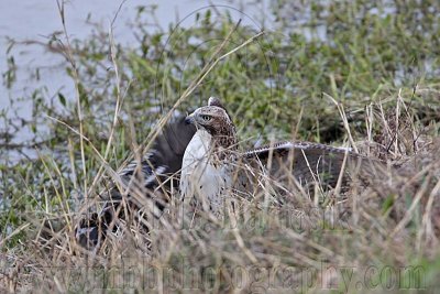 _MG_4542 Red-tailed Hawk taking Mallard.jpg