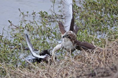 _MG_4606 Red-tailed Hawk taking Mallard.jpg