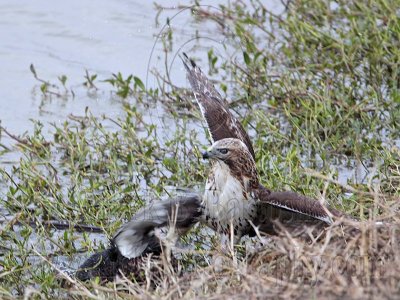 _MG_4607 Red-tailed Hawk taking Mallard.jpg