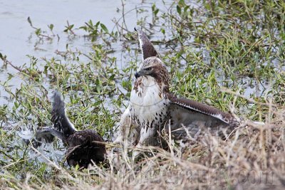 _MG_4610 Red-tailed Hawk taking Mallard.jpg