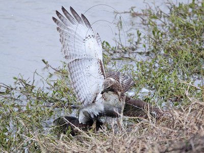 _MG_4613 Red-tailed Hawk taking Mallard.jpg