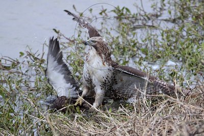 _MG_4618 Red-tailed Hawk taking Mallard.jpg