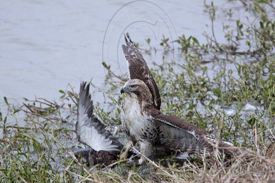 _MG_4620 Red-tailed Hawk taking Mallard.jpg