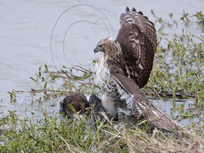 _MG_4642 Red-tailed Hawk taking Mallard.jpg
