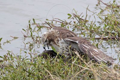 _MG_4680 Red-tailed Hawk taking Mallard.jpg