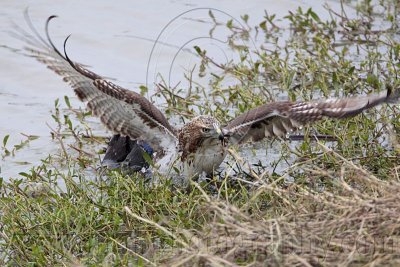 _MG_4774 Red-tailed Hawk taking Mallard.jpg