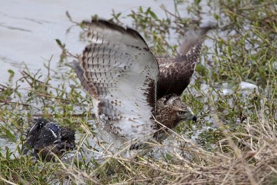 _MG_4780 Red-tailed Hawk taking Mallard.jpg