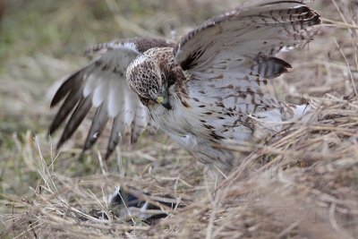 _MG_5248 Red-tailed Hawk taking Mallard.jpg