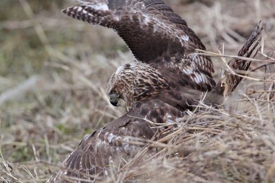 _MG_5261 Red-tailed Hawk taking Mallard.jpg