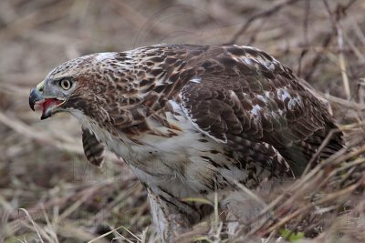 _MG_5516 Red-tailed Hawk taking Mallard.jpg