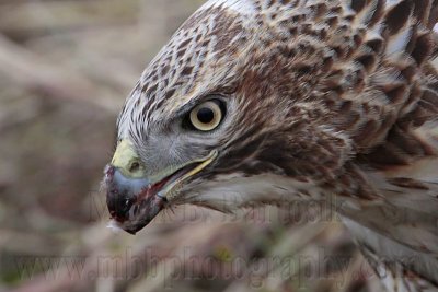 _MG_5595 Red-tailed Hawk taking Mallard.jpg