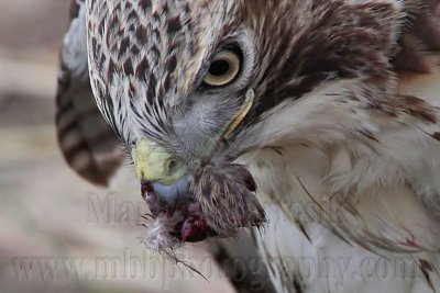 _MG_5601crop Red-tailed Hawk taking Mallard.jpg