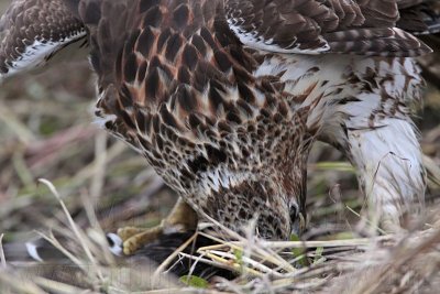 _MG_5674 Red-tailed Hawk taking Mallard.jpg