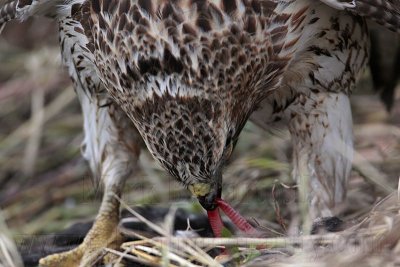 _MG_5683 Red-tailed Hawk taking Mallard.jpg
