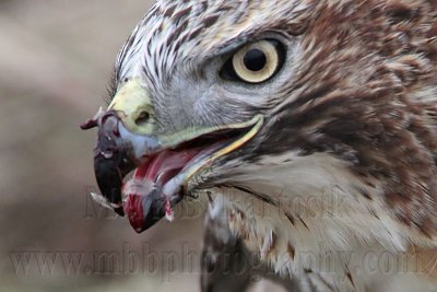 _MG_5714 Red-tailed Hawk taking Mallard.jpg