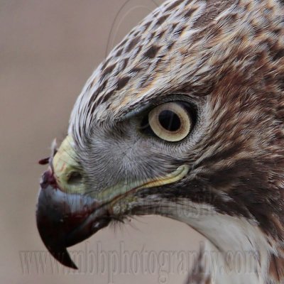 _MG_5749crop Red-tailed Hawk.jpg