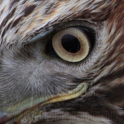 _MG_5749crop2 Red-tailed Hawk.jpg