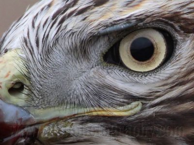 _MG_5759crop2 Red-tailed Hawk.jpg