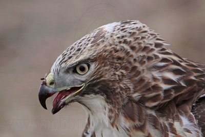 _MG_5761 Red-tailed Hawk.jpg