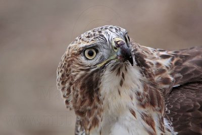 _MG_5791 Red-tailed Hawk.jpg