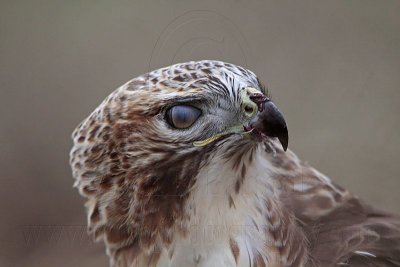 _MG_5830 Red-tailed Hawk.jpg