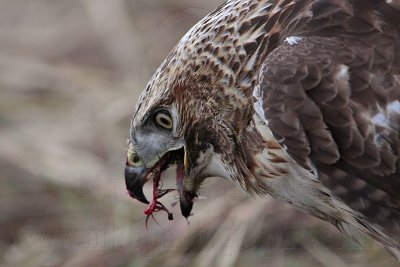 _MG_5863 Red-tailed Hawk taking Mallard.jpg