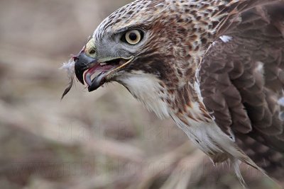 _MG_5880 Red-tailed Hawk taking Mallard.jpg
