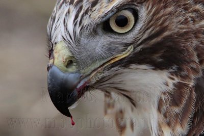 _MG_5929 crop Red-tailed Hawk taking Mallard.jpg