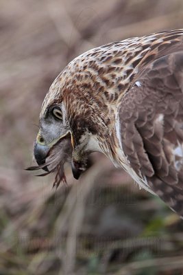 _MG_6058 Red-tailed Hawk taking Mallard.jpg