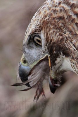 _MG_6058crop Red-tailed Hawk taking Mallard.jpg