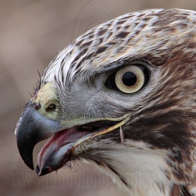 _MG_6114crop Red-tailed Hawk taking Mallard.jpg